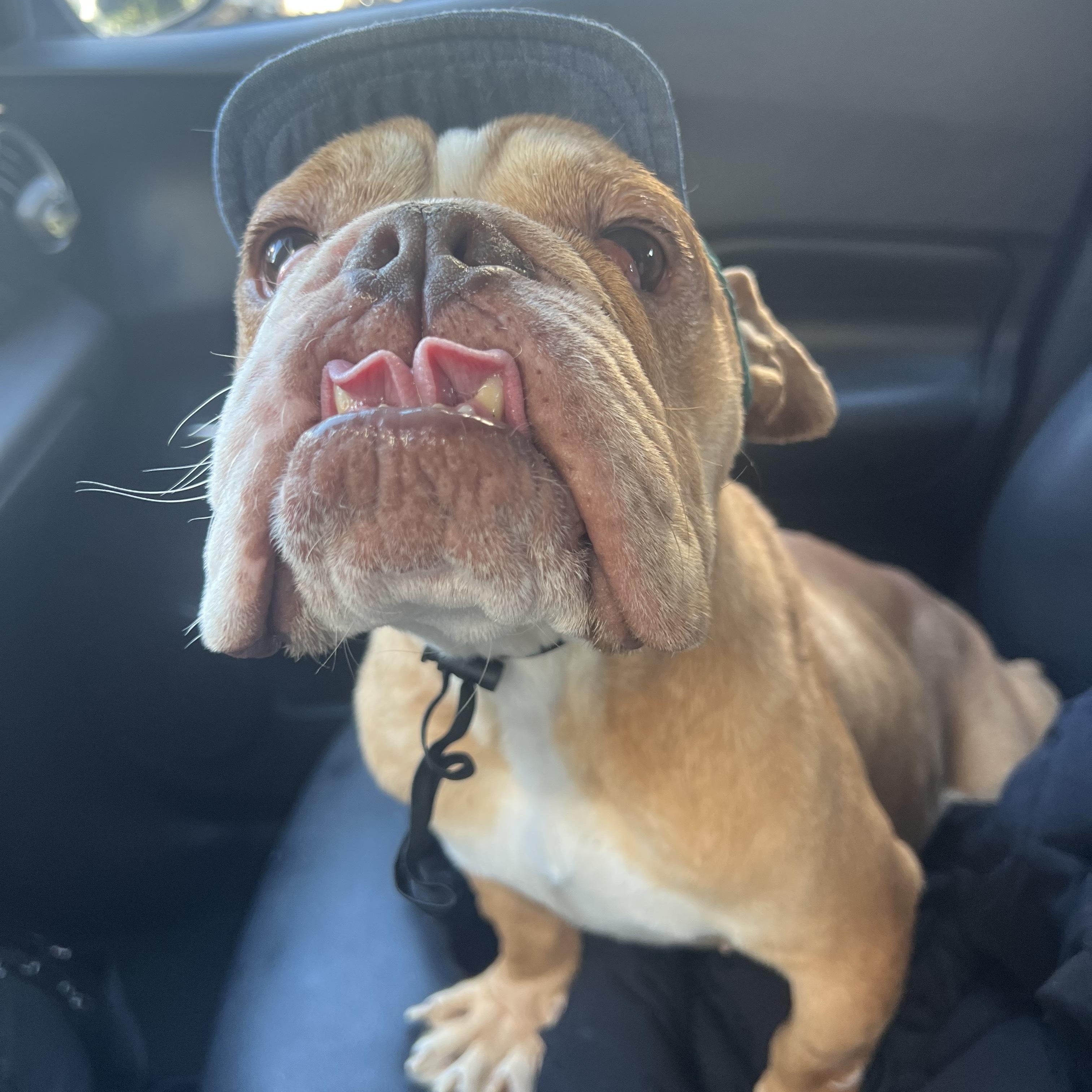 Enlarge Ketchup, a ADOPTABLE English Bulldog in New Orleans, LA image 2/6