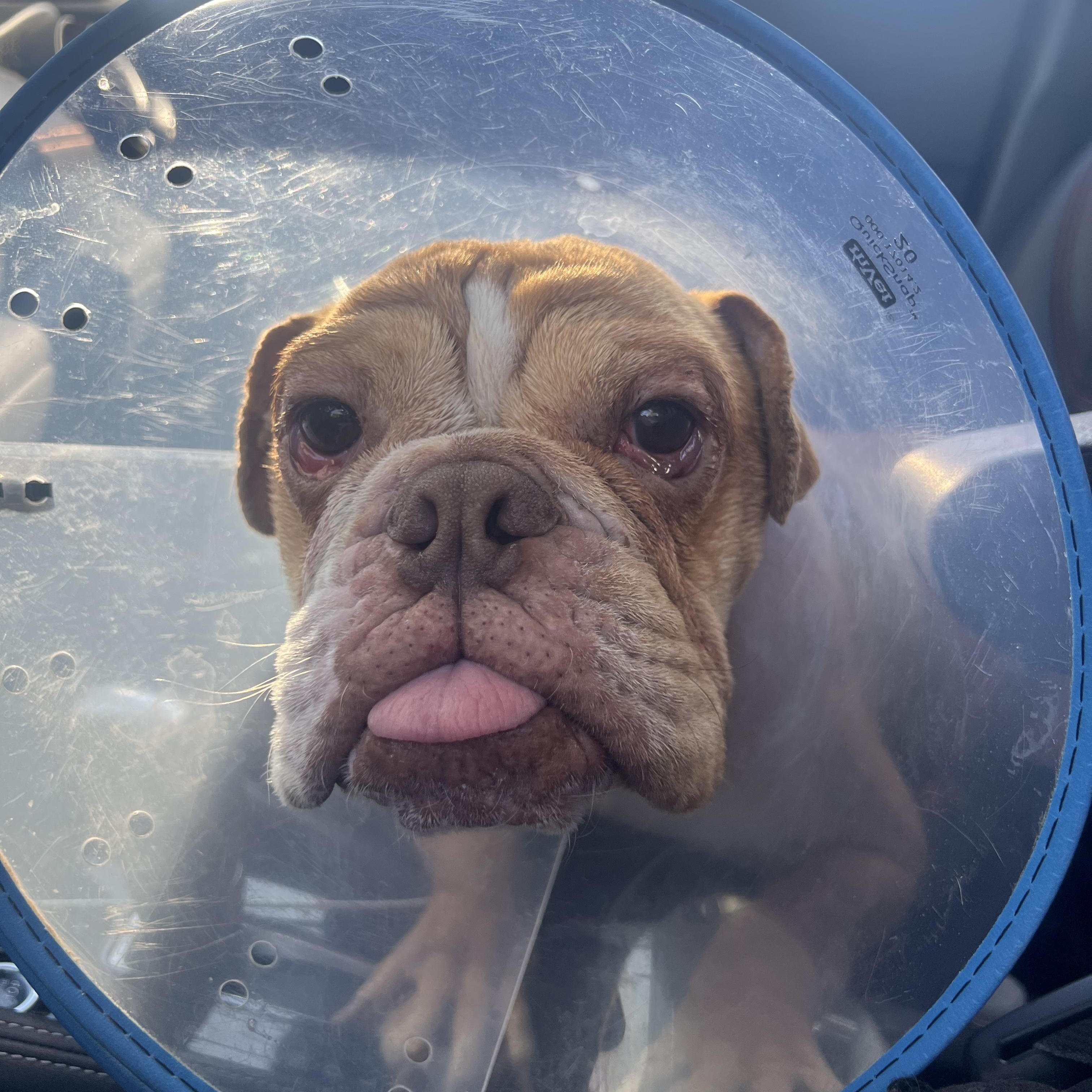 Enlarge Ketchup, a ADOPTABLE English Bulldog in New Orleans, LA image 3/6