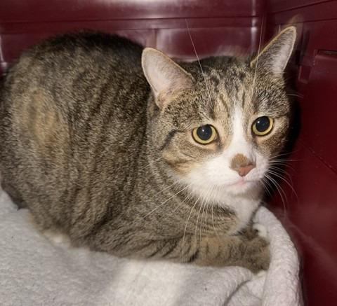 Enlarge Millard Milo, a Adoptable Egyptian Mau in Windsor, CT image 1/1