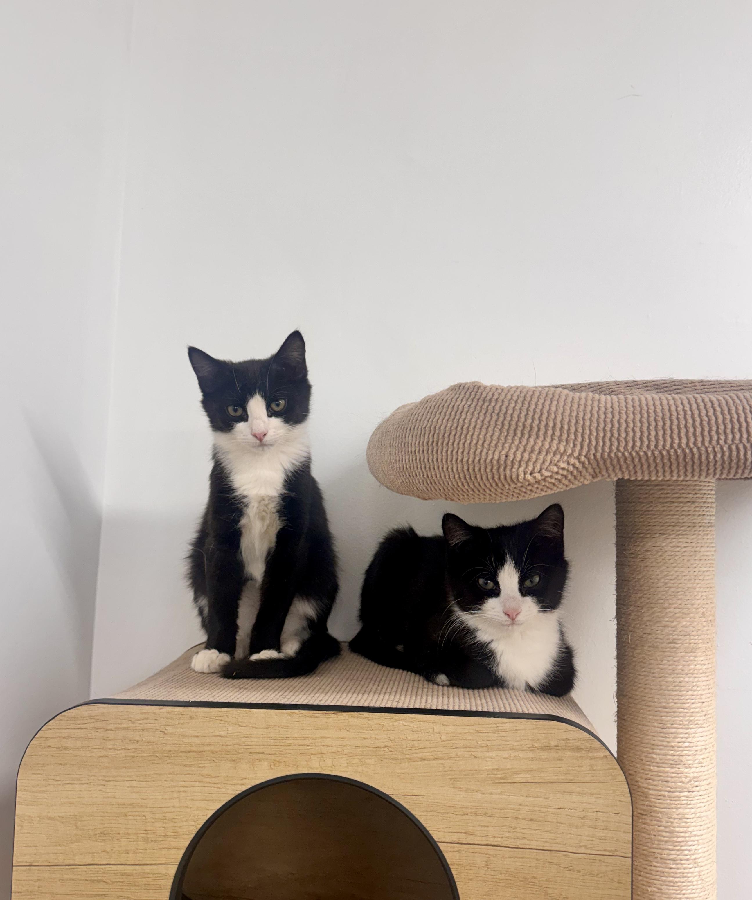 Enlarge Allen, a Adoptable Domestic Short Hair in Cincinnati, OH image 3/6
