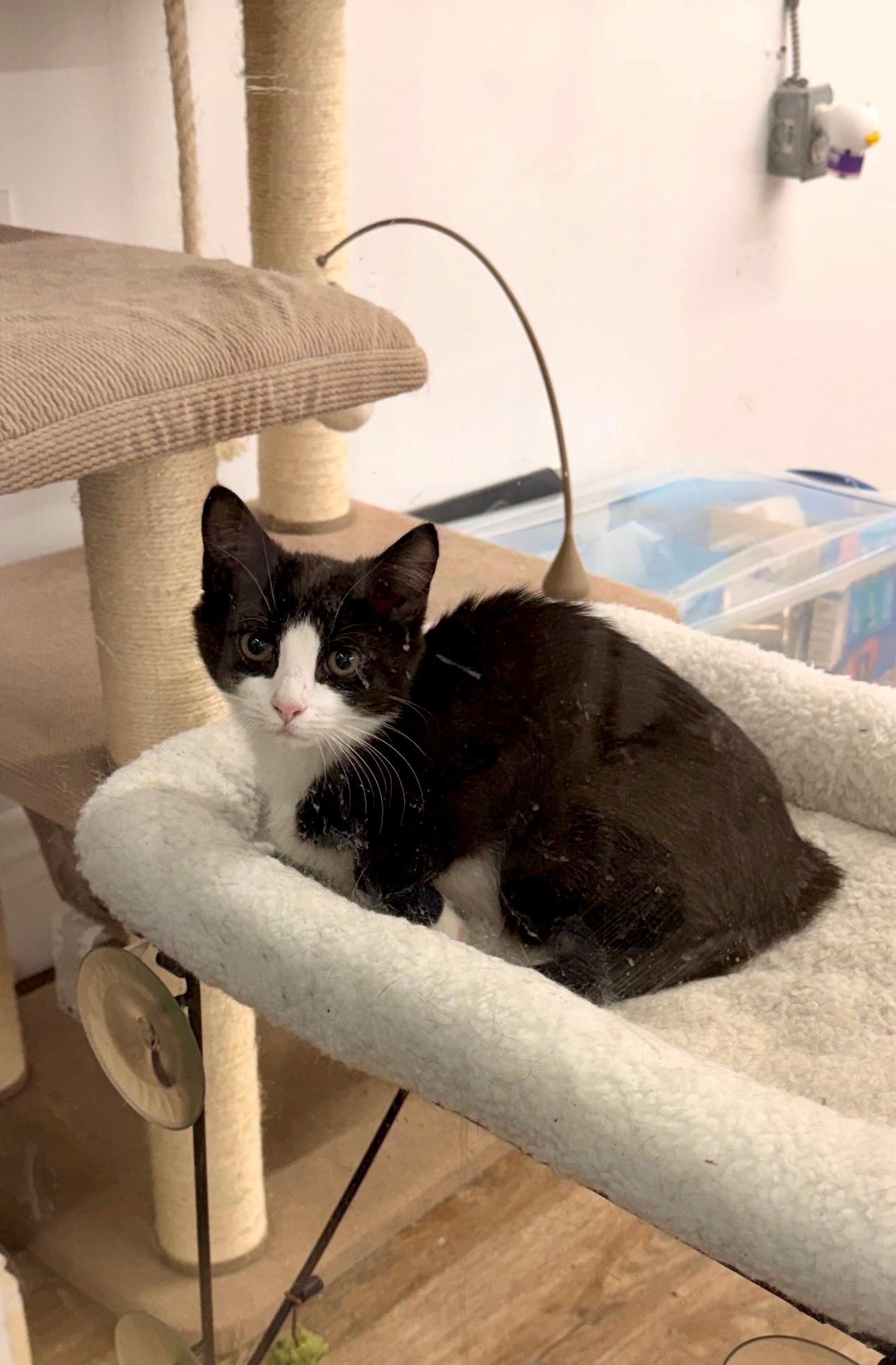 Enlarge Allen, a Adoptable Domestic Short Hair in Cincinnati, OH image 4/6