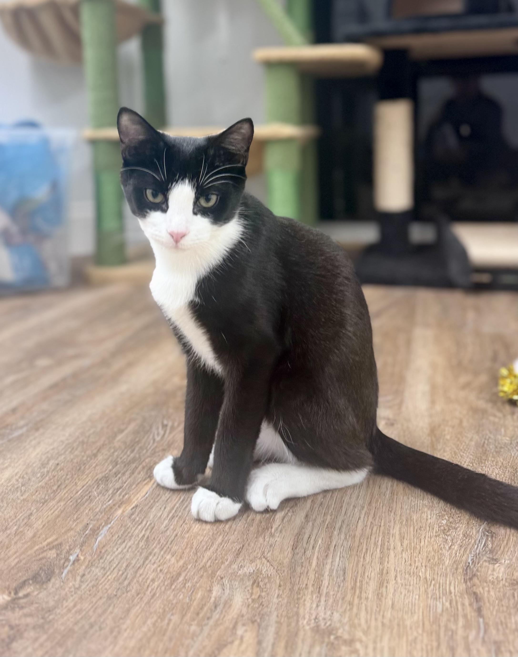 Allen, Adoptable, Young Male Domestic Short Hair.