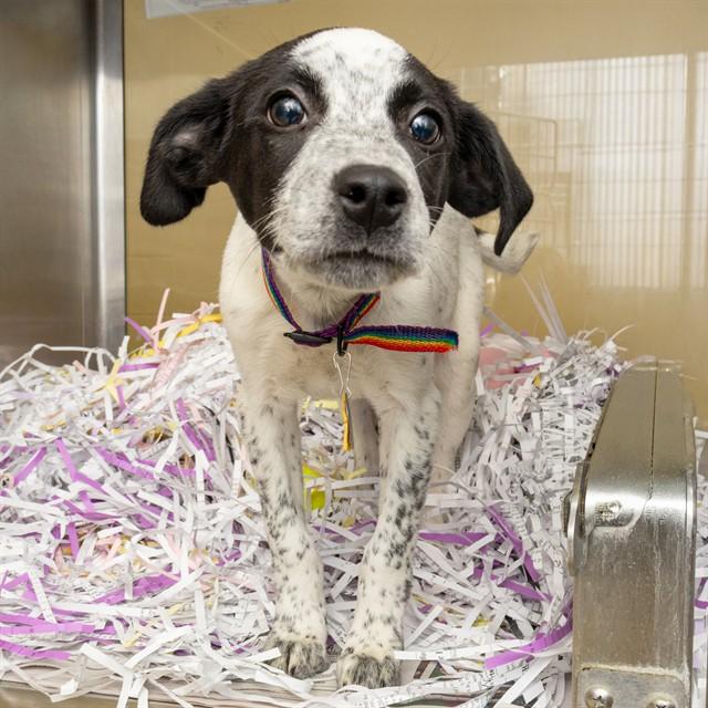 Enlarge DONNA, a Adoptable mixed breed in Saint Louis, MO image 1/1