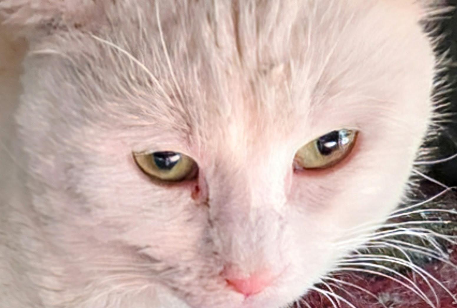 Galahad, Adoptable, Adult Male Domestic Short Hair.