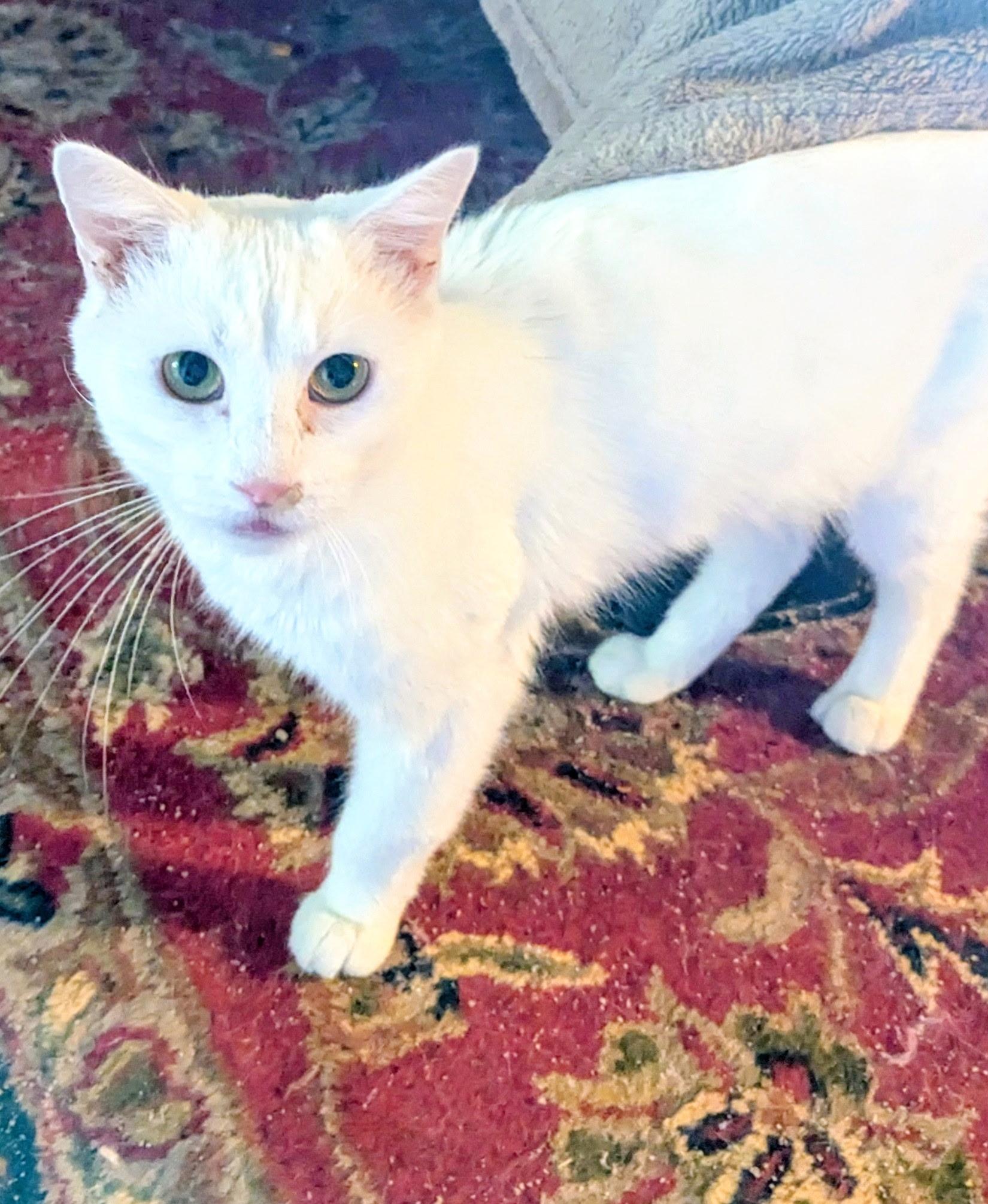 Galahad, a Adoptable Domestic Short Hair in Export, PA image 2/4