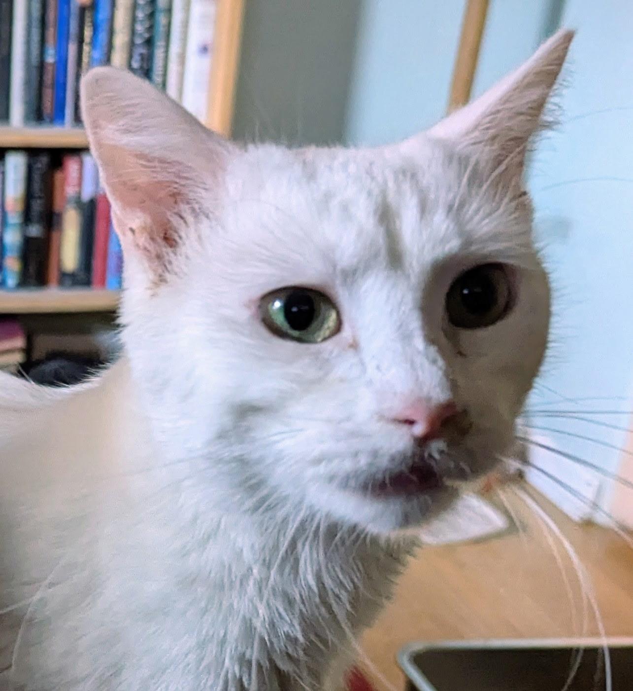 Galahad, a Adoptable Domestic Short Hair in Export, PA image 3/4