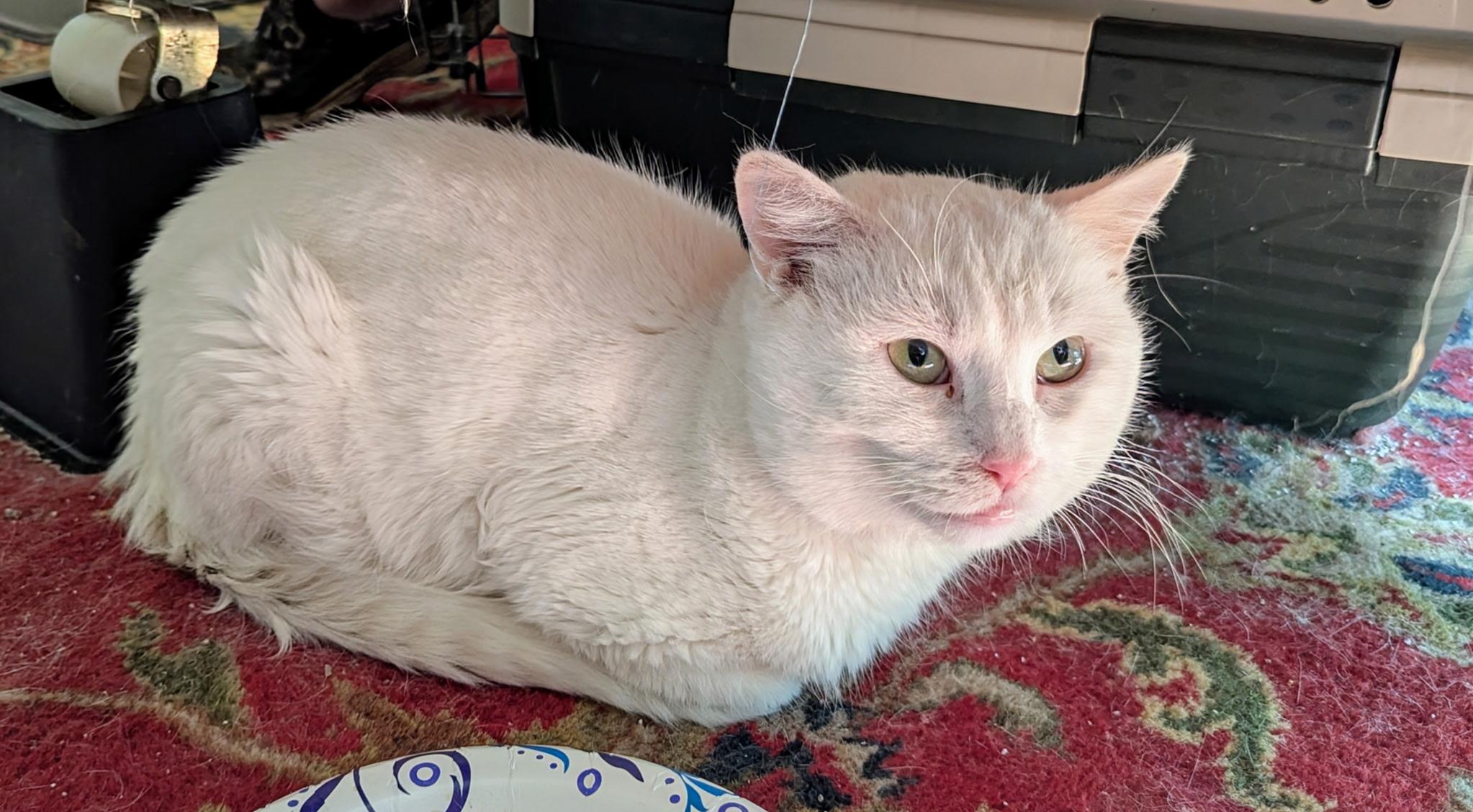 Galahad, a Adoptable Domestic Short Hair in Export, PA image 4/4