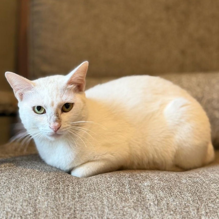 Enlarge Bunny , a Adoptable Domestic Short Hair in East Brunswick, NJ image 5/5