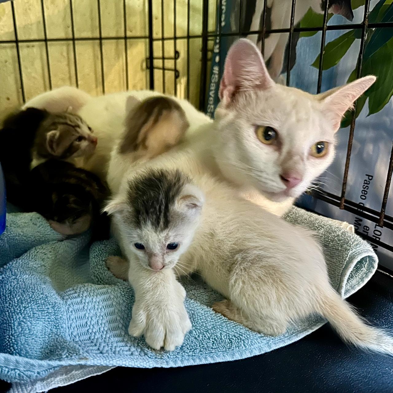 Enlarge Bunny , a Adoptable Domestic Short Hair in East Brunswick, NJ image 4/5