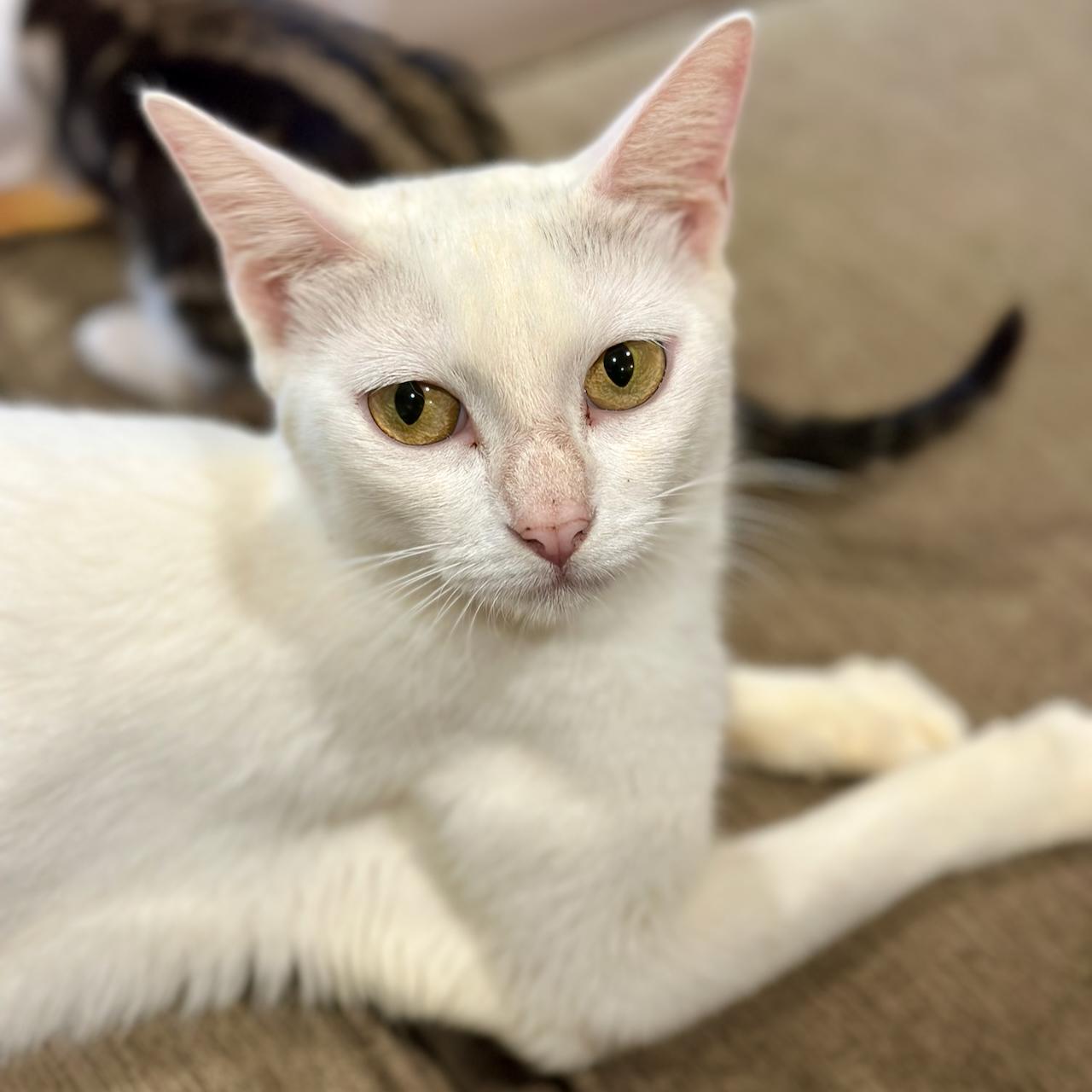 Enlarge Bunny , a Adoptable Domestic Short Hair in East Brunswick, NJ image 2/5