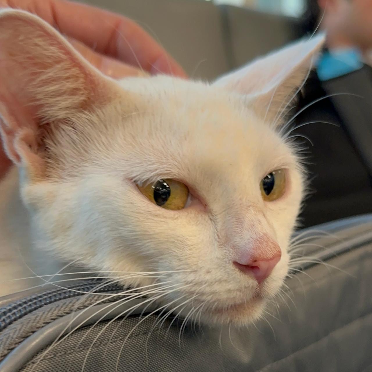 Enlarge Bunny , a Adoptable Domestic Short Hair in East Brunswick, NJ image 3/5