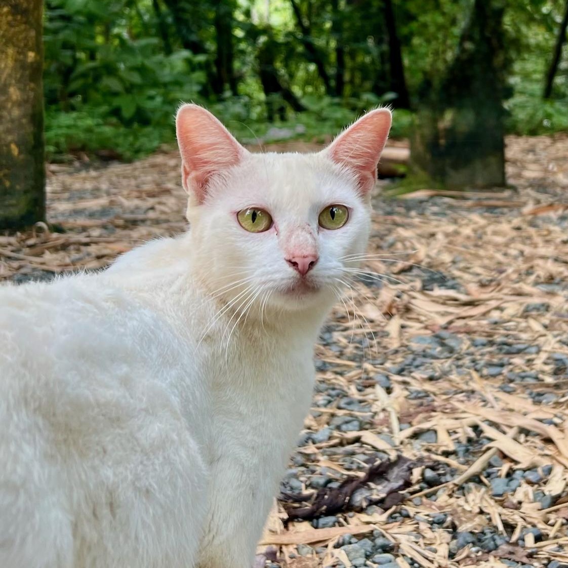 Bunny , Adoptable, Young Female Domestic Short Hair.