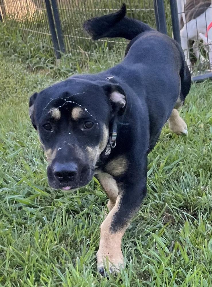 Enlarge Dickson, a Adoptable mixed breed in Crystal Springs, MS image 1/2