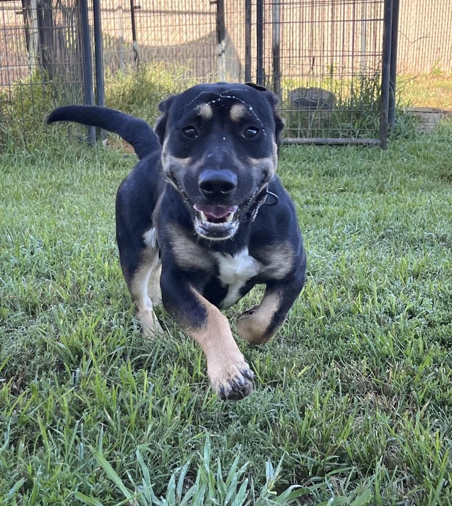 Enlarge Dickson, a Adoptable mixed breed in Crystal Springs, MS image 2/2