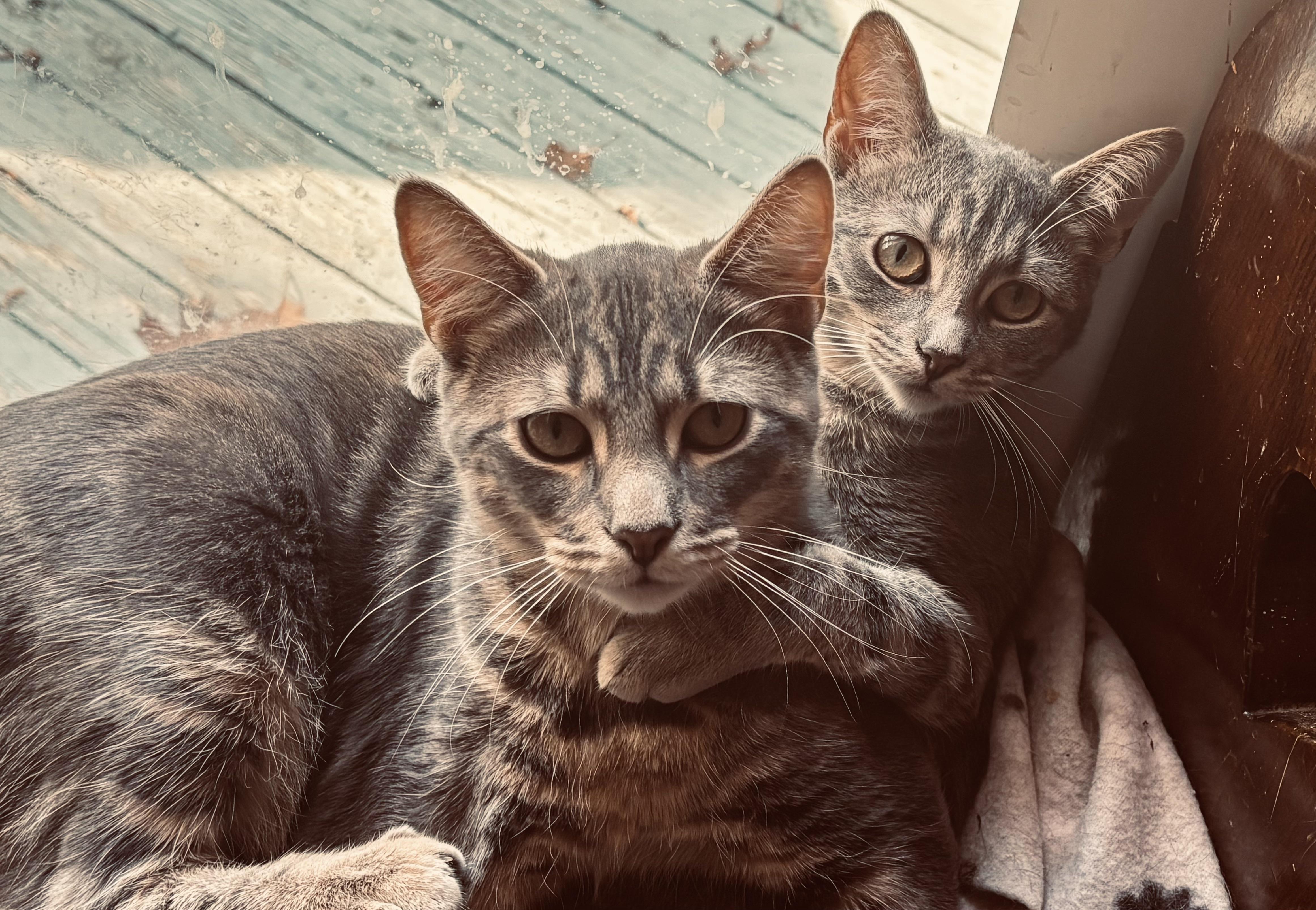 Jasper & Abigail (super friendly bonded siblings), a Adoptable mixed breed in Southbury, CT image 1/6