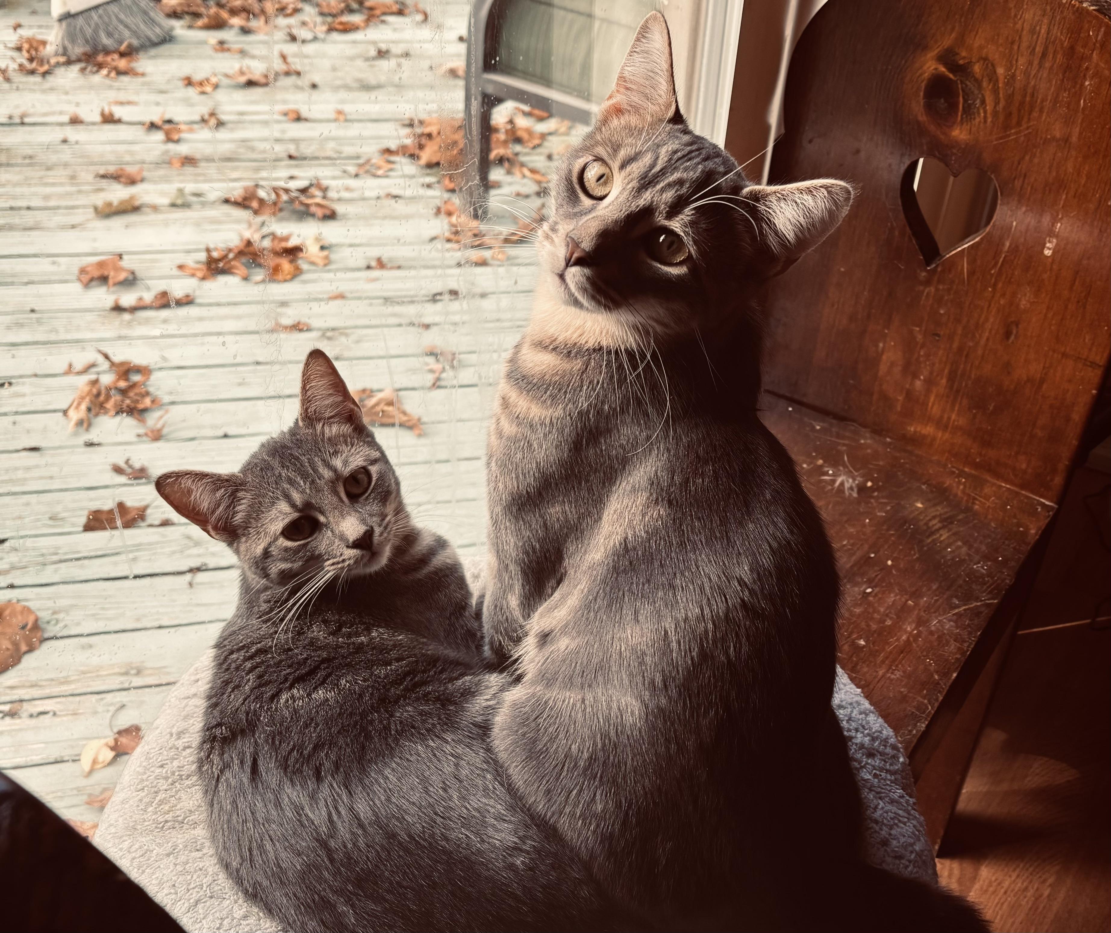 Jasper & Abigail (super friendly bonded siblings), a Adoptable mixed breed in Southbury, CT image 2/6