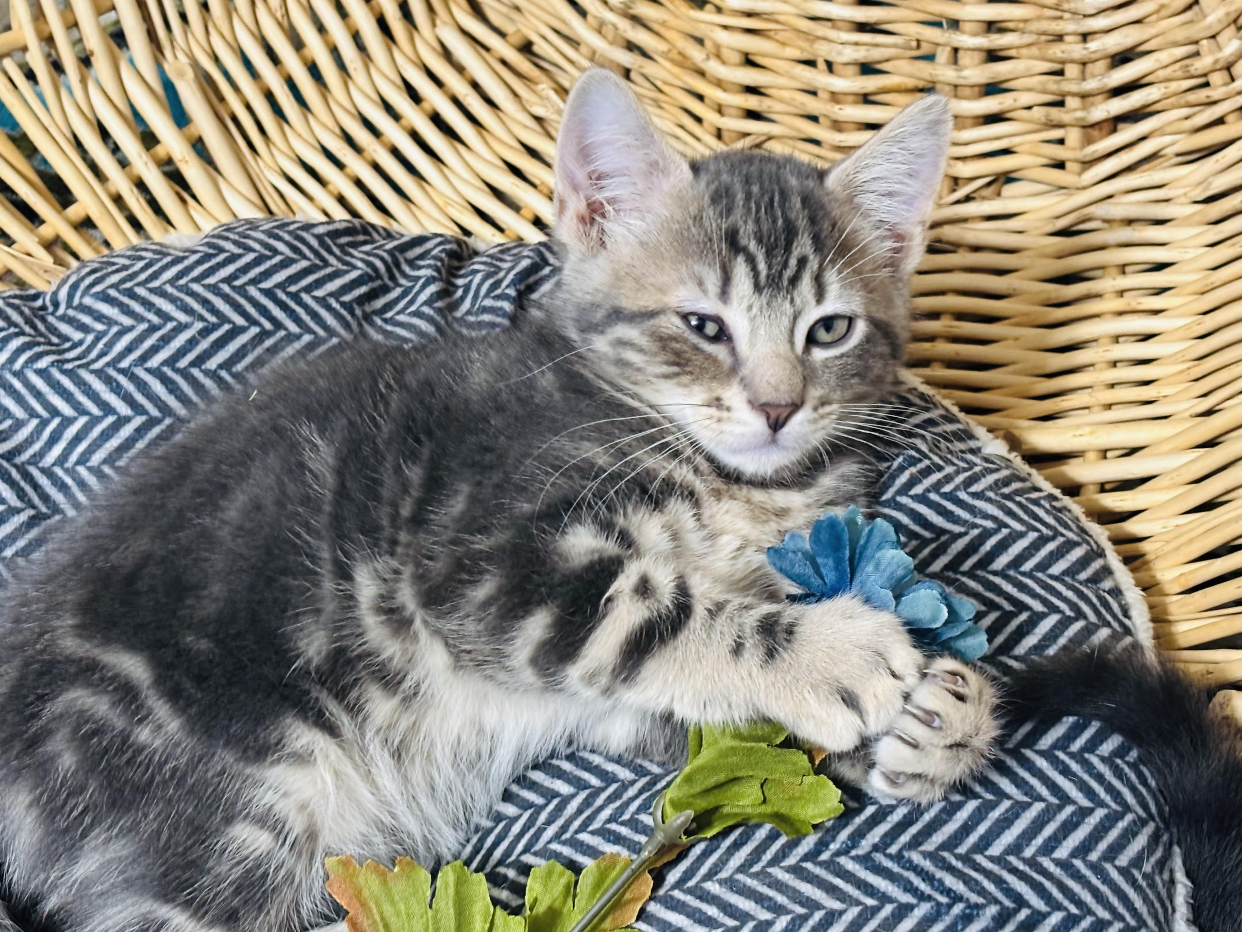 Jasper & Abigail (super friendly bonded siblings)
