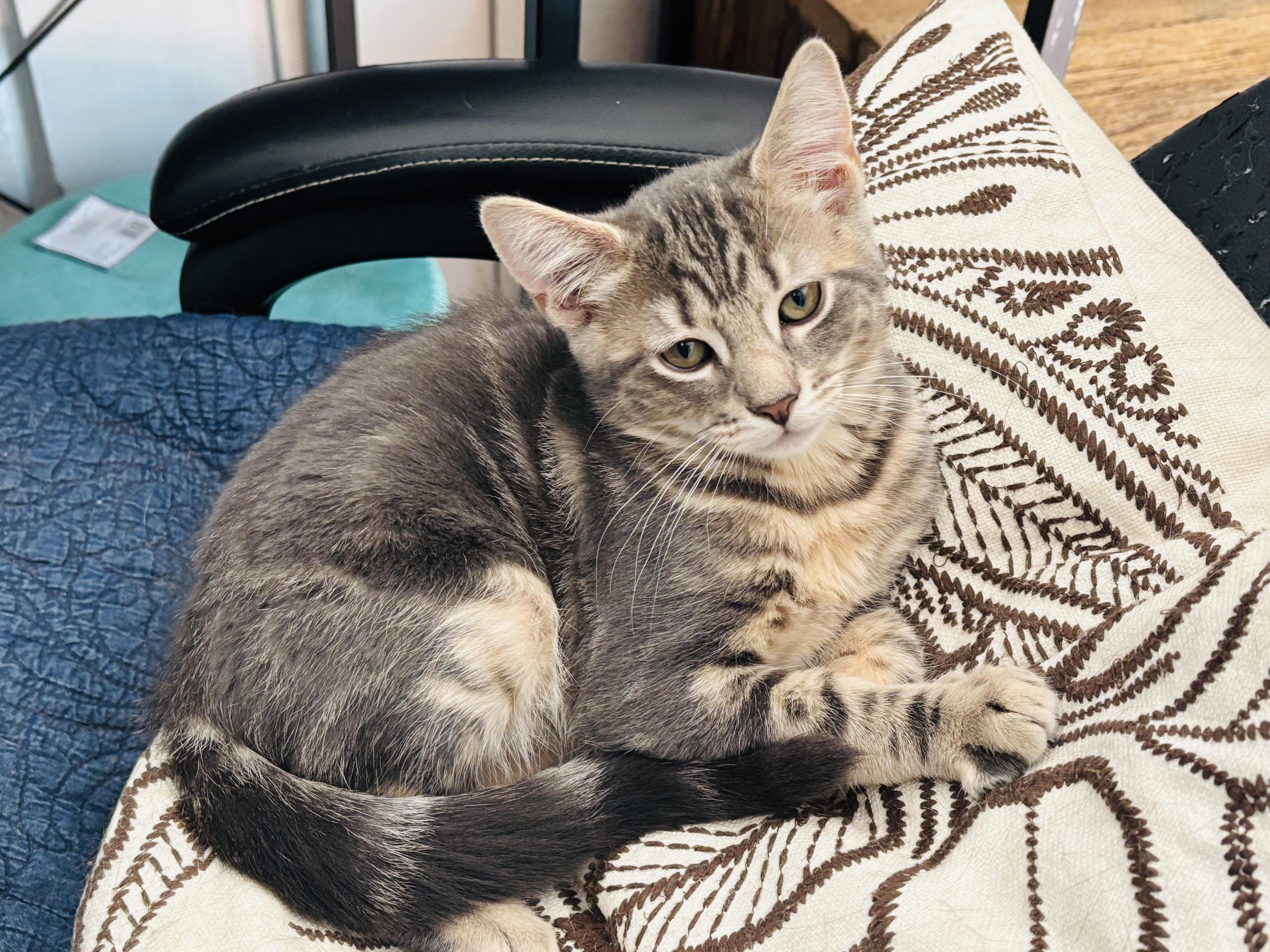 Jasper & Abigail (super friendly bonded siblings)