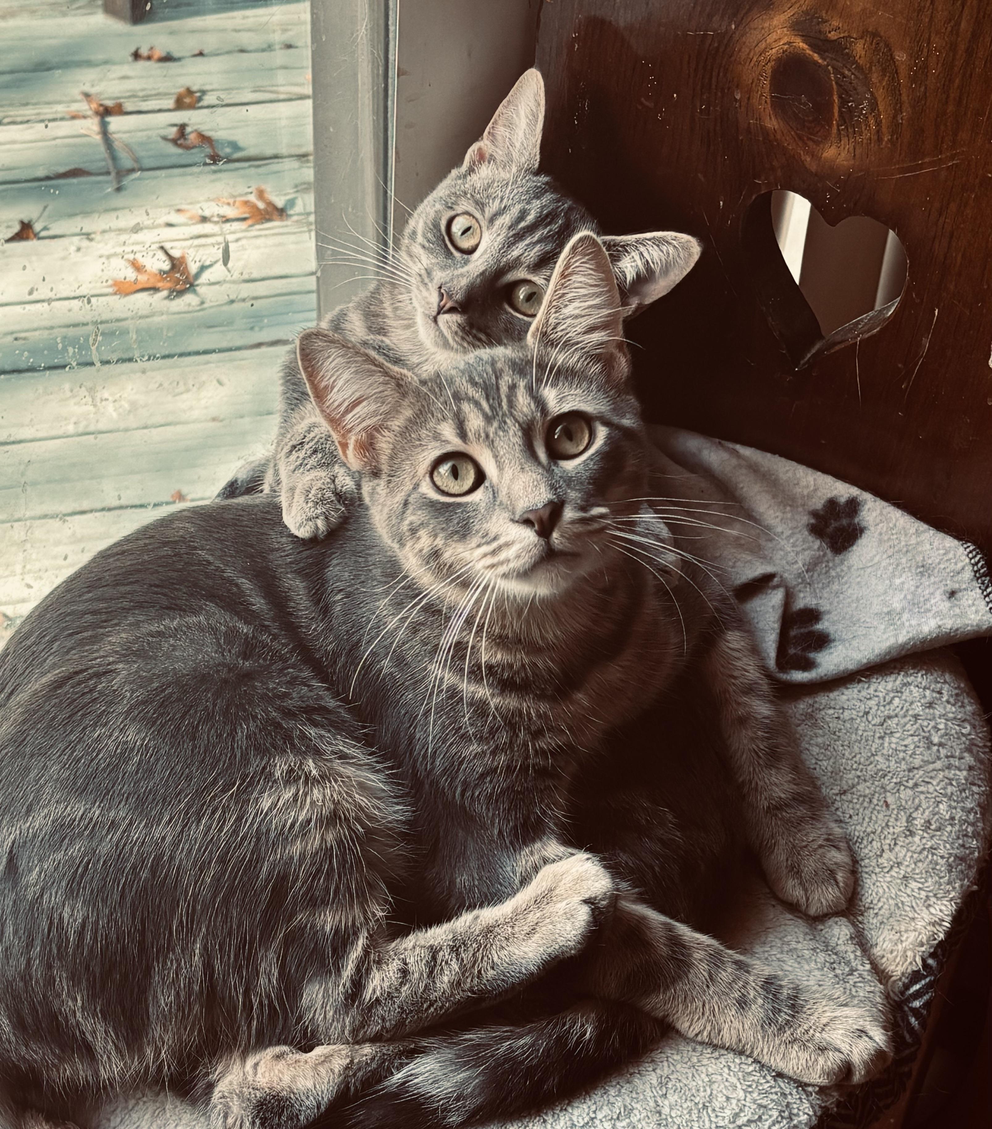 Jasper & Abigail (super friendly bonded siblings), a Adoptable mixed breed in Southbury, CT image 3/6