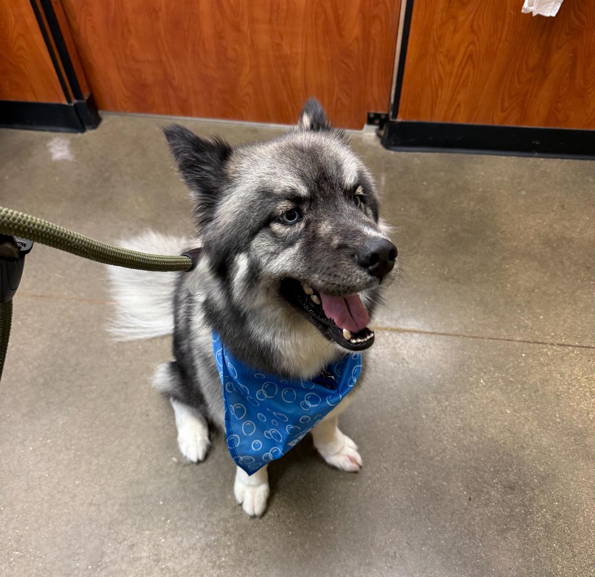 Oso, Adoptable, Adult Male Siberian Husky.