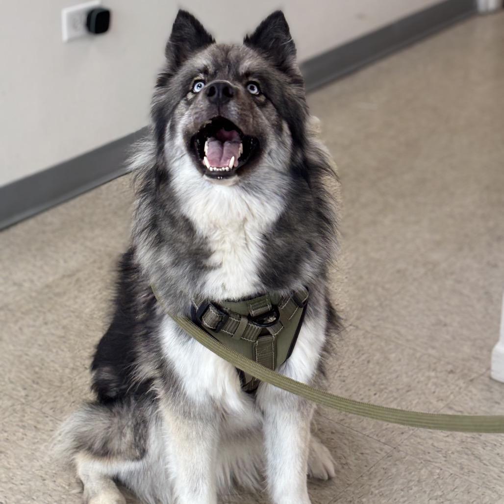 Oso, a Adoptable mixed breed in Homewood, IL image 2/4