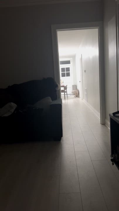 Enlarge Oso, a Adoptable mixed breed in Homewood, IL video 3/4