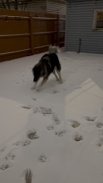 Enlarge Oso, a Adoptable mixed breed in Homewood, IL video 4/4