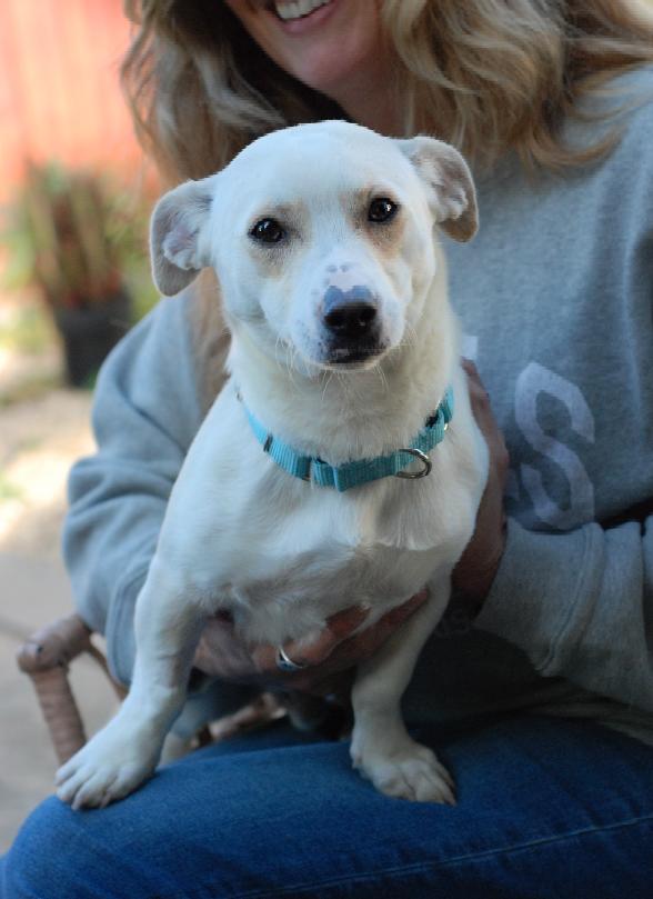 Stan, ADOPTABLE, Young Male Dachshund.