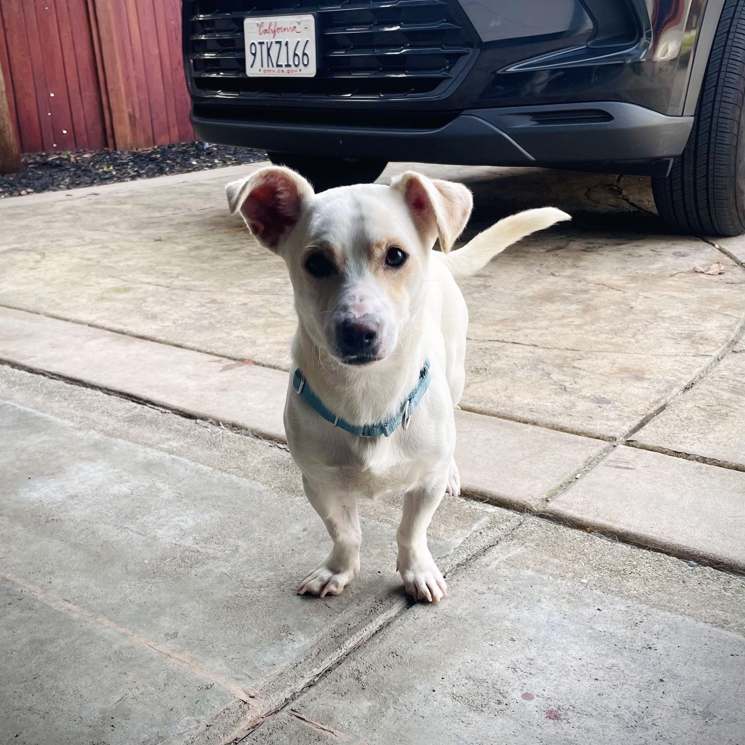 Stan, an adopted mixed breed in Oakland, CA image 2/5