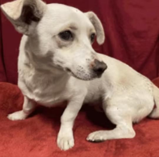 Enlarge Stan, a ADOPTABLE mixed breed in Oakland, CA image 3/3