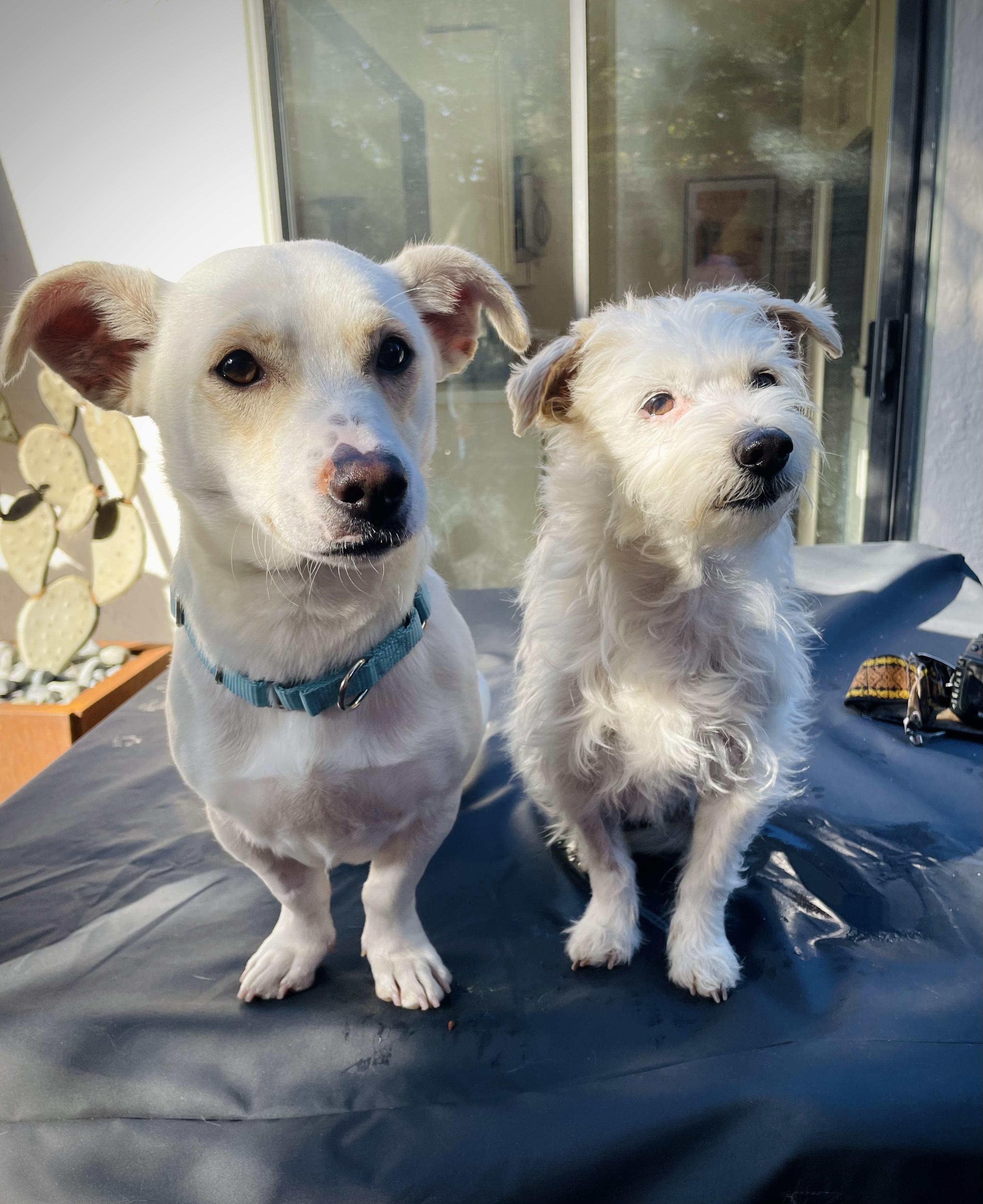 Stan, an adopted mixed breed in Oakland, CA image 5/5