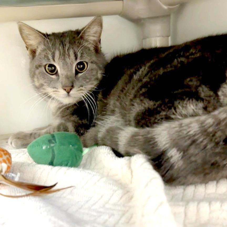 Scooter — thumbnail 2