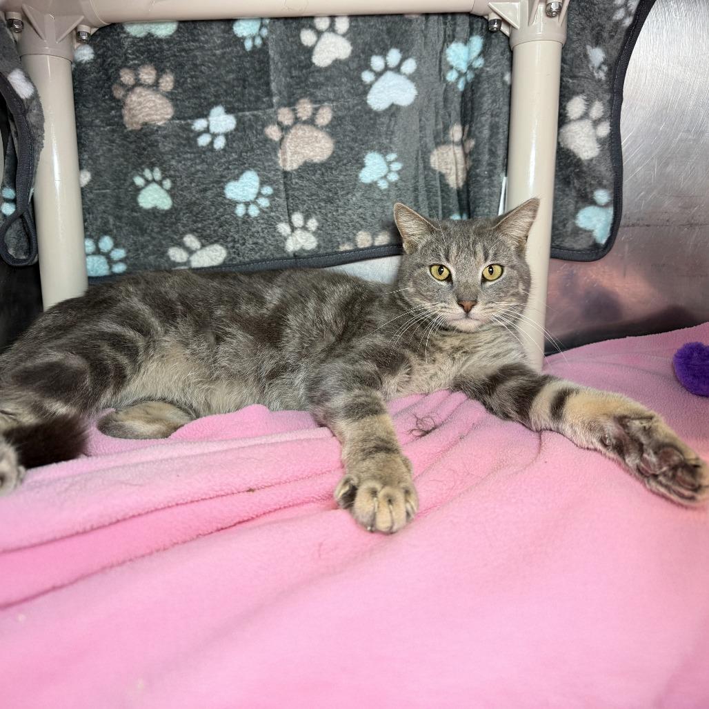 Scooter — thumbnail 3