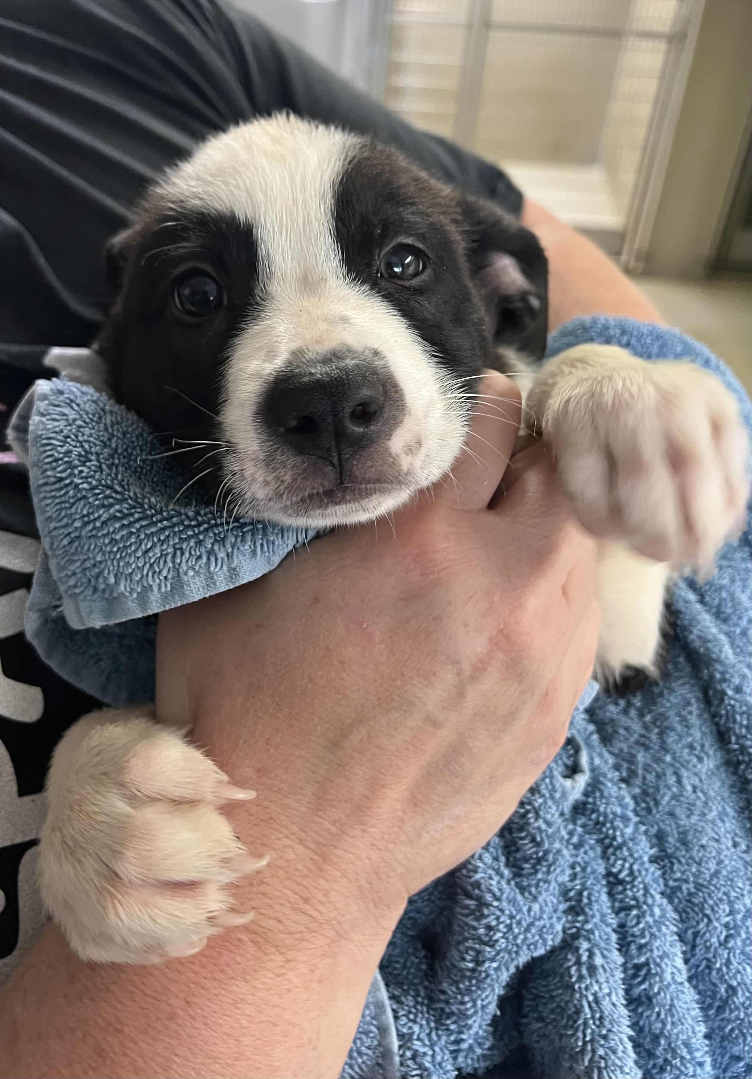 Enlarge Jack, a Adopted mixed breed in sparta, NC image 1/5