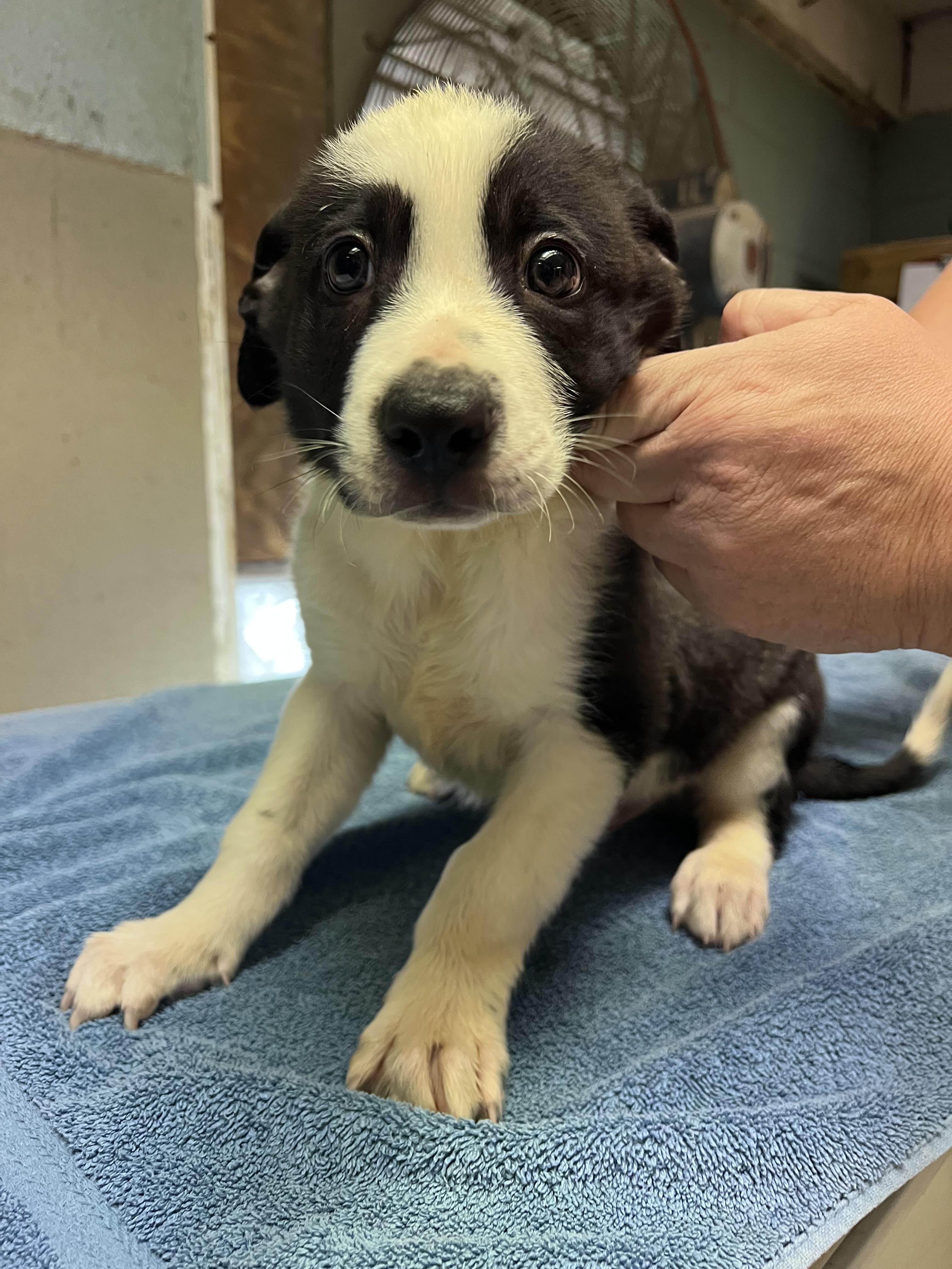 Enlarge Jack, a Adopted mixed breed in sparta, NC image 4/5