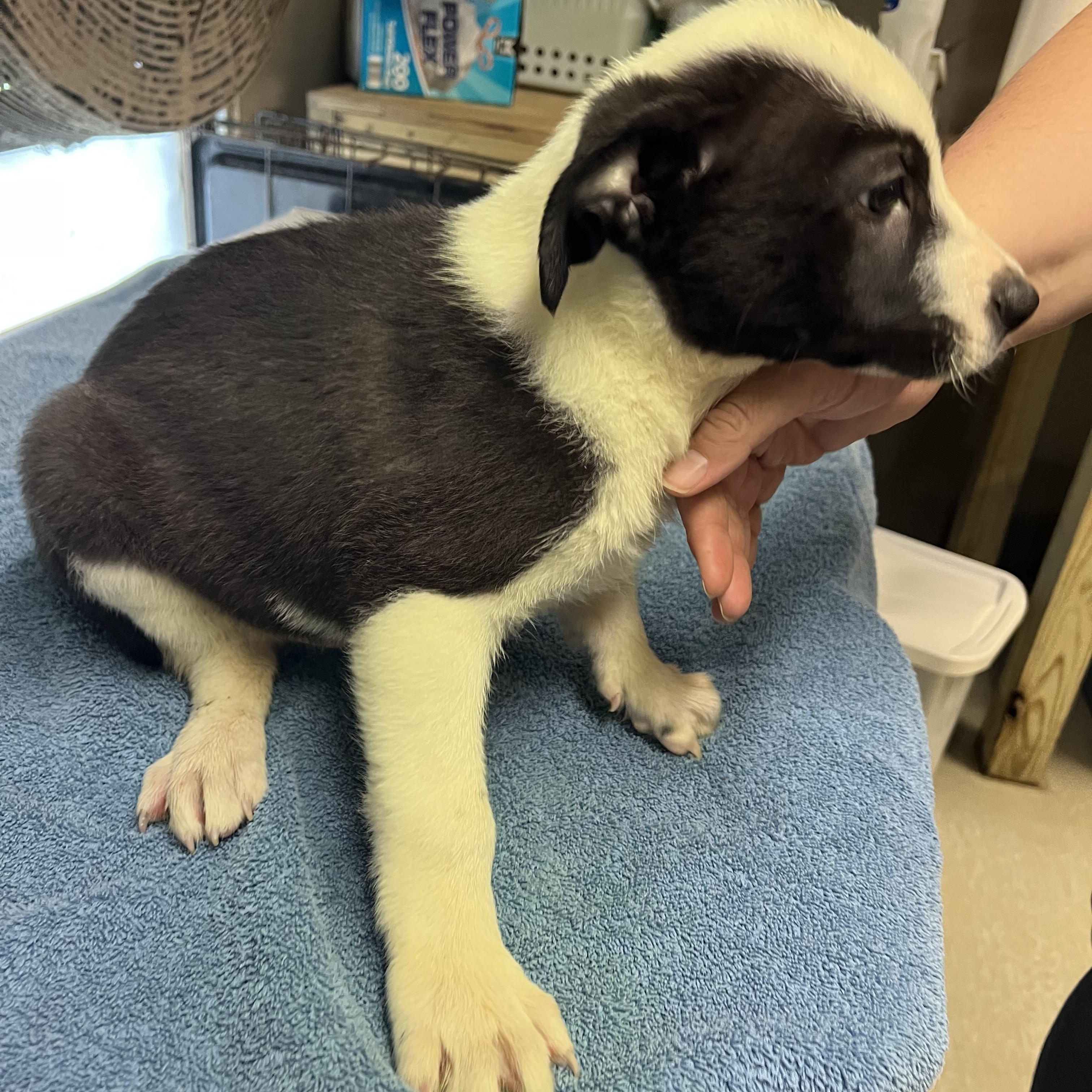 Enlarge Jack, a Adopted mixed breed in sparta, NC image 3/5