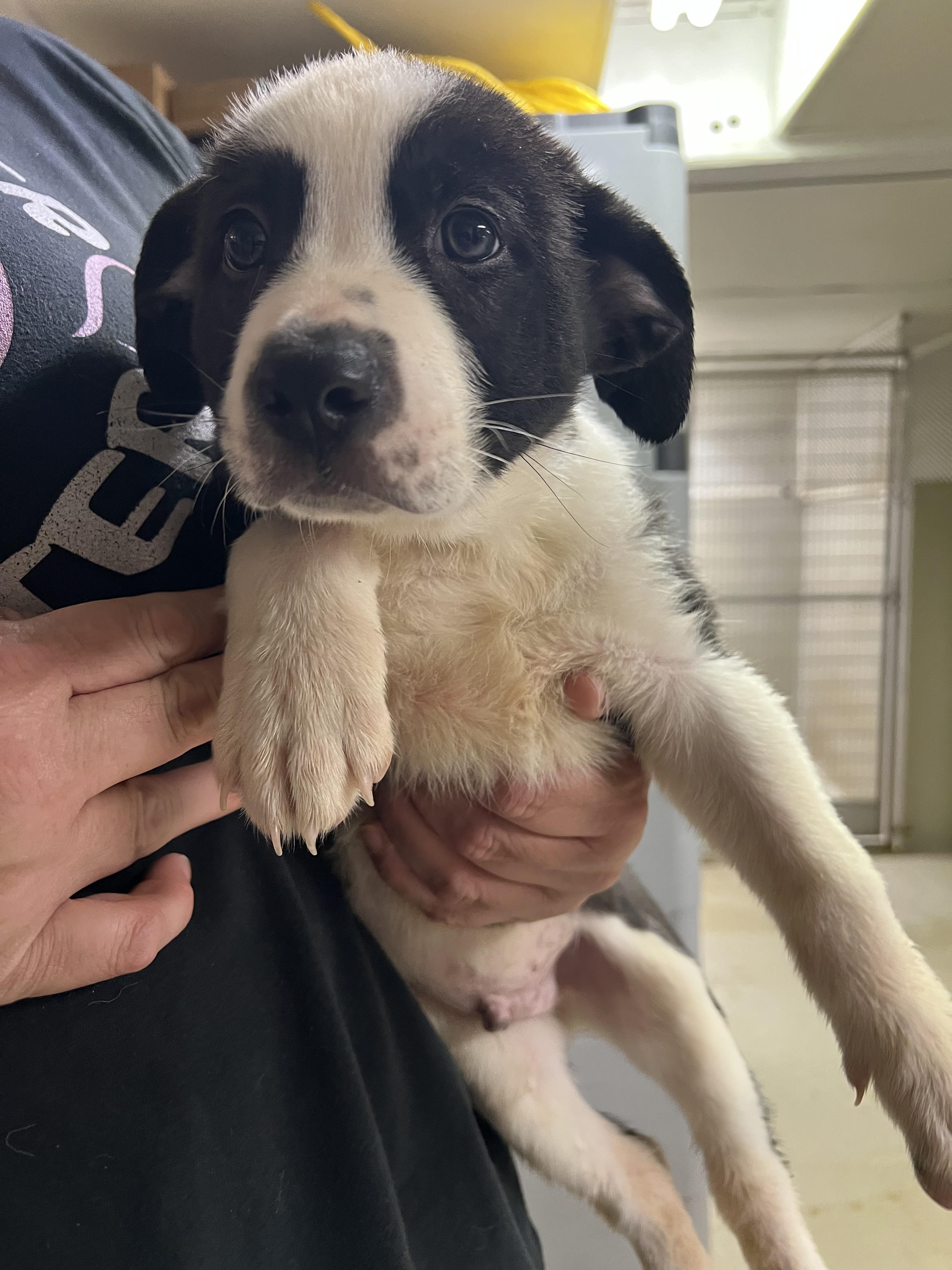 Enlarge Jack, a Adopted mixed breed in sparta, NC image 5/5