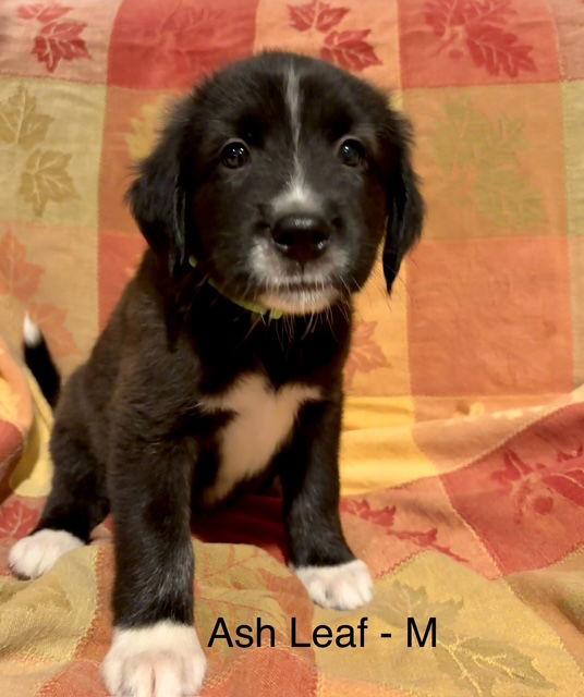Ash Leaf, a Adoptable mixed breed in Hillside, IL image 2/3