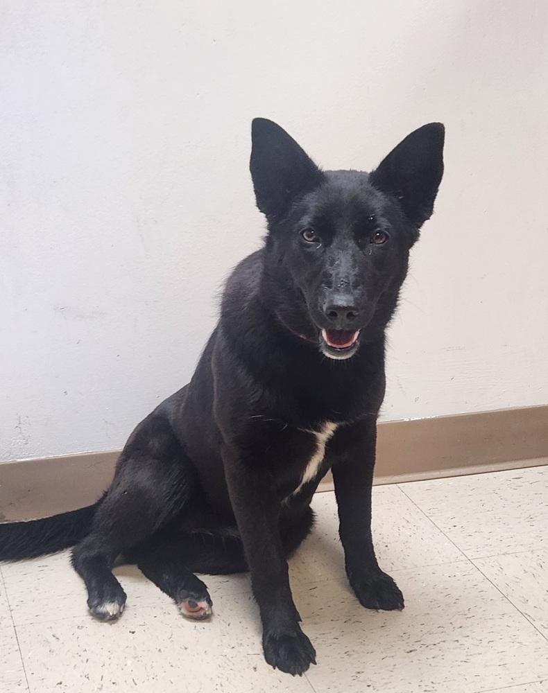 GYPSY, a Adoptable mixed breed in Lexington, TN image 2/4