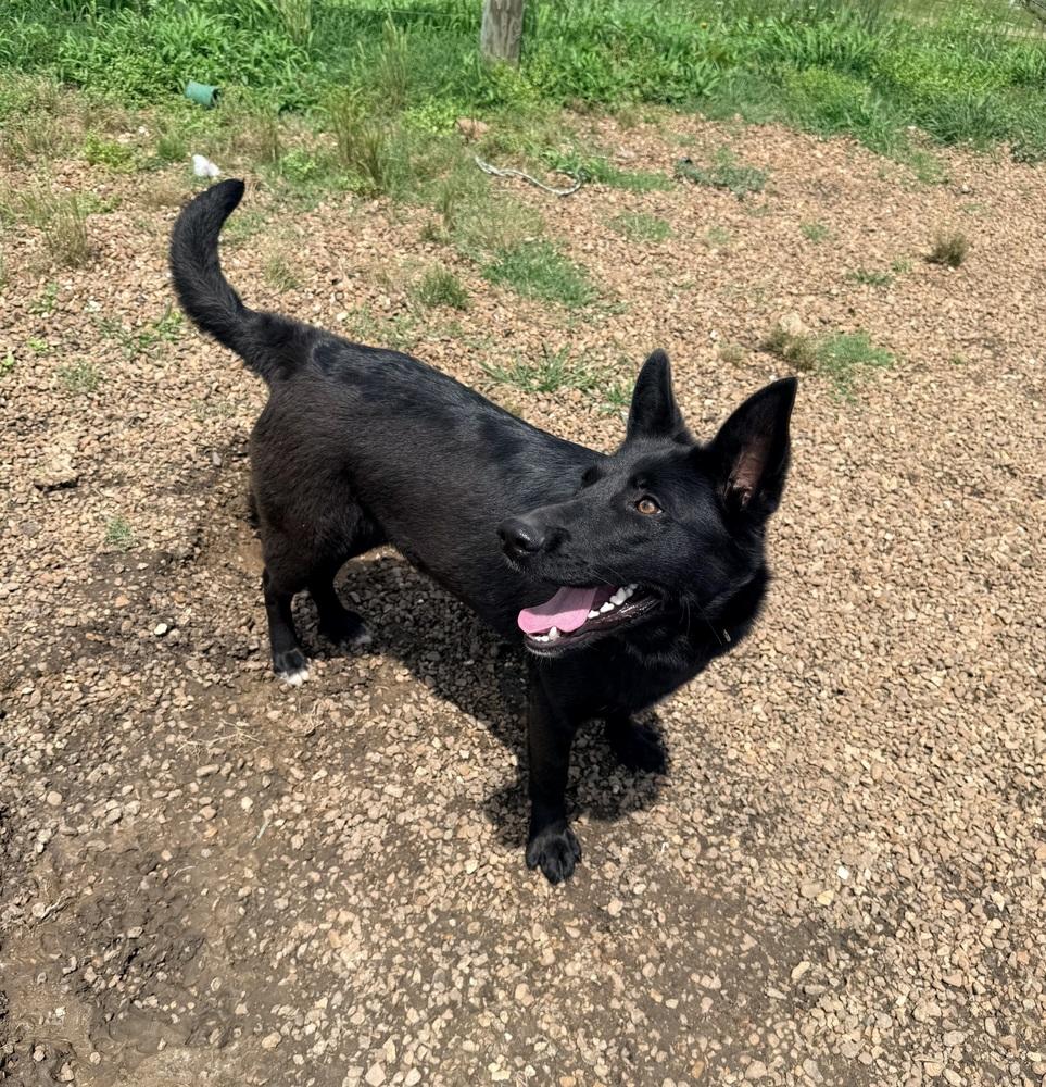 GYPSY, a Adoptable mixed breed in Lexington, TN image 3/4