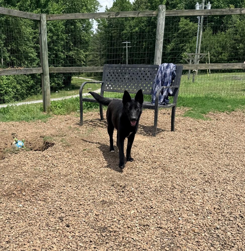 GYPSY, a Adoptable mixed breed in Lexington, TN image 4/4