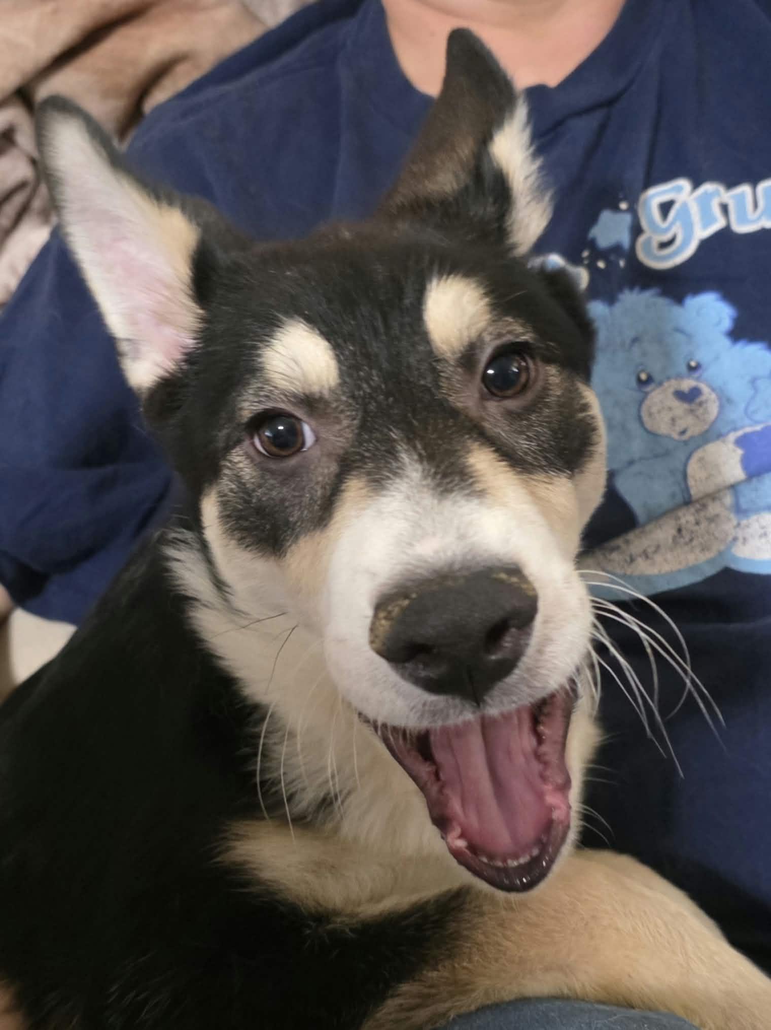 Enlarge Bolt 2, a Adoptable mixed breed in Minneapolis, MN image 3/3