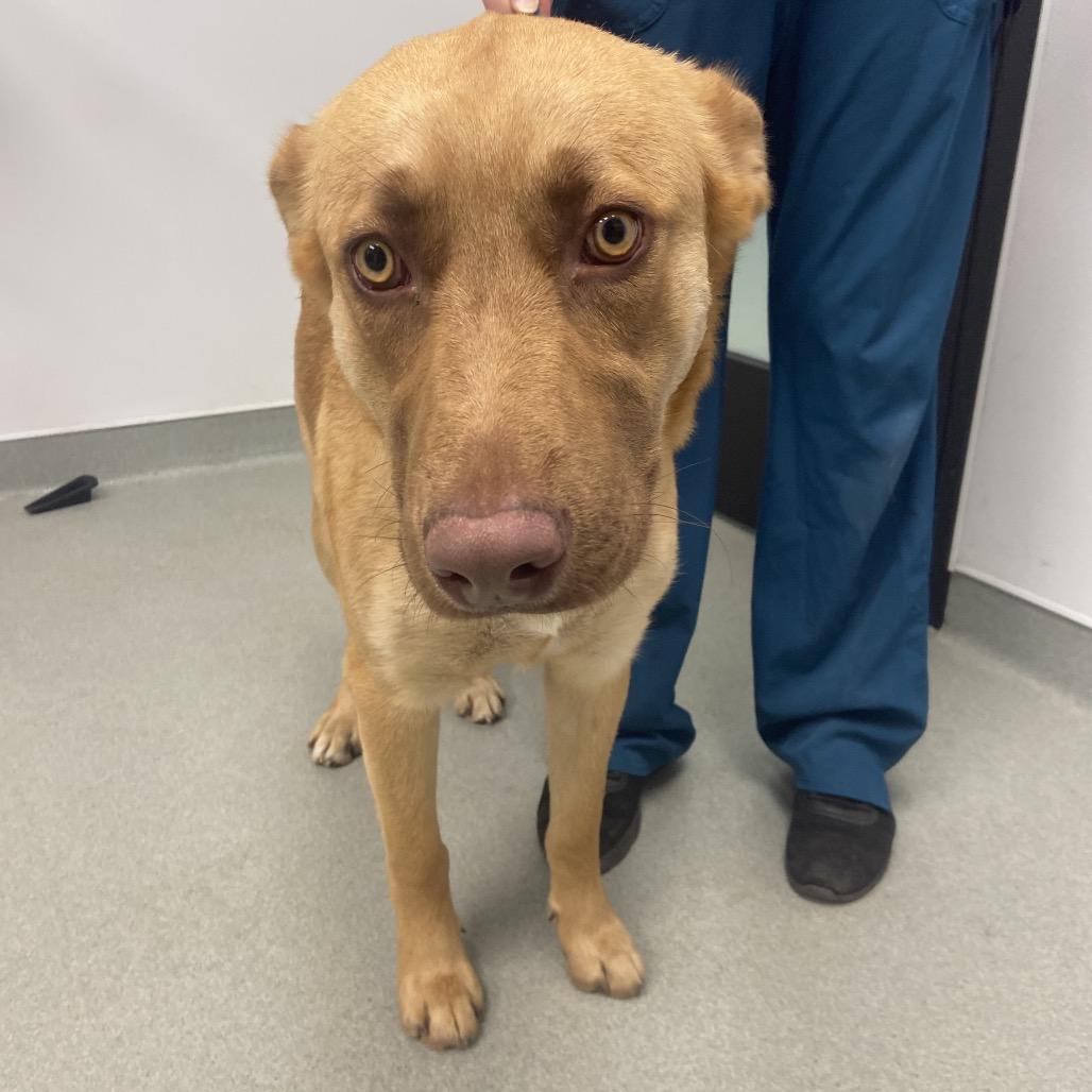 Macaw, Adoptable, Adult Male Shepherd.