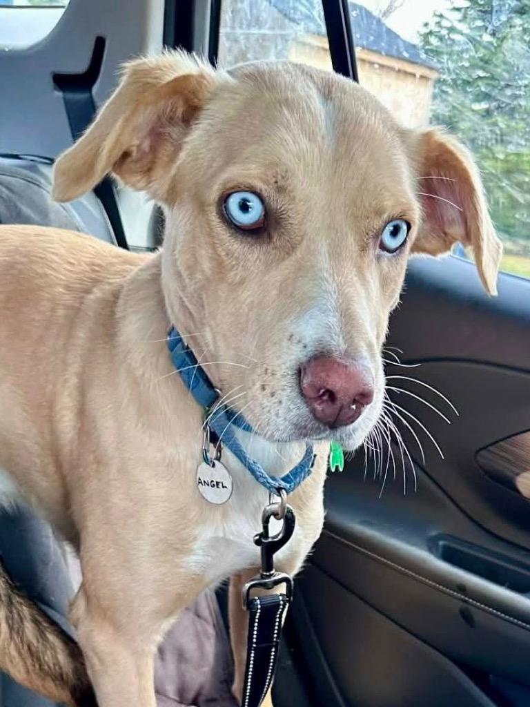 Angel, Adoptable, Young Female Labrador Retriever.