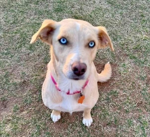 Enlarge Angel, a Adoptable mixed breed in North Syracuse, NY image 2/6