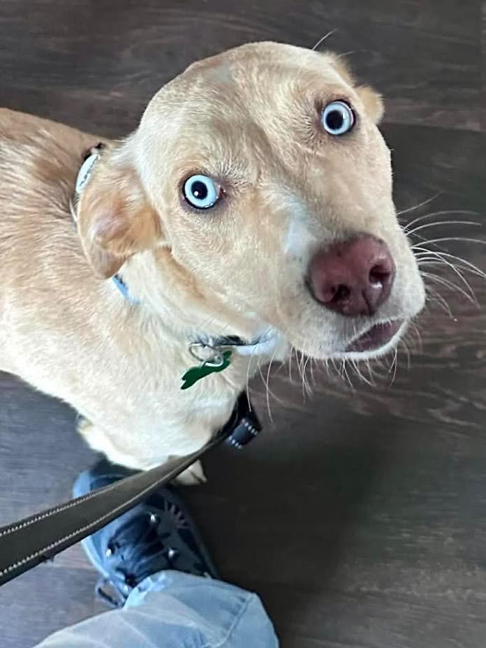 Enlarge Angel, a Adoptable mixed breed in North Syracuse, NY image 3/6