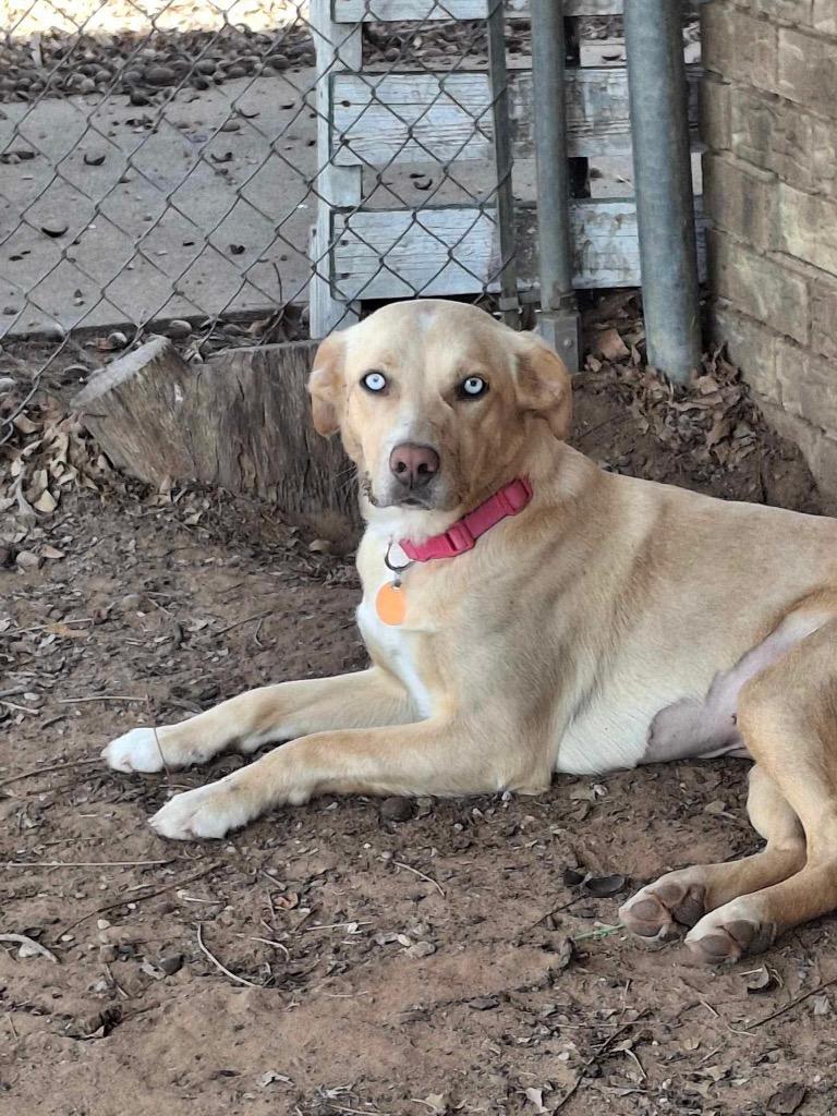 Enlarge Angel, a Adoptable mixed breed in North Syracuse, NY image 4/6
