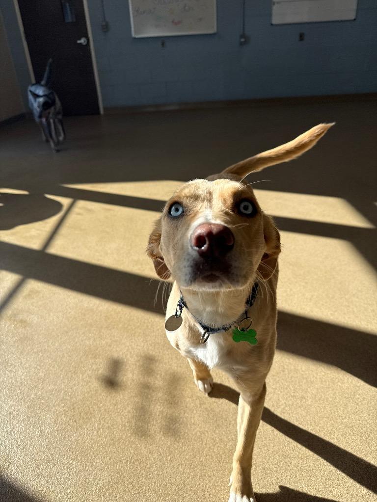 Enlarge Angel, a Adoptable mixed breed in North Syracuse, NY image 5/6