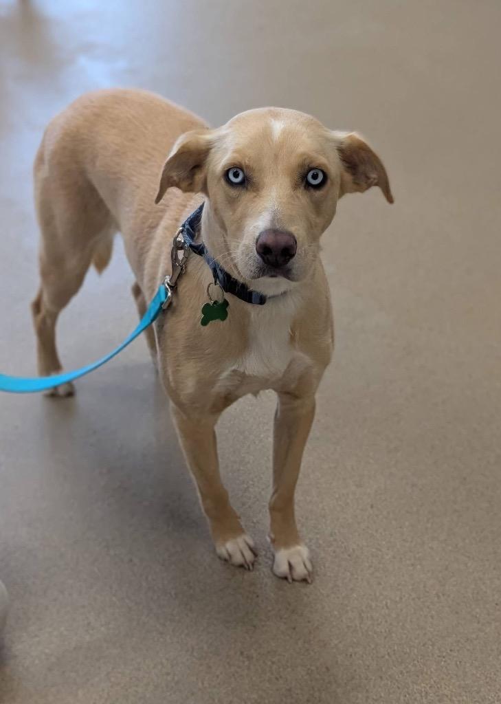 Enlarge Angel, a Adoptable mixed breed in North Syracuse, NY image 6/6