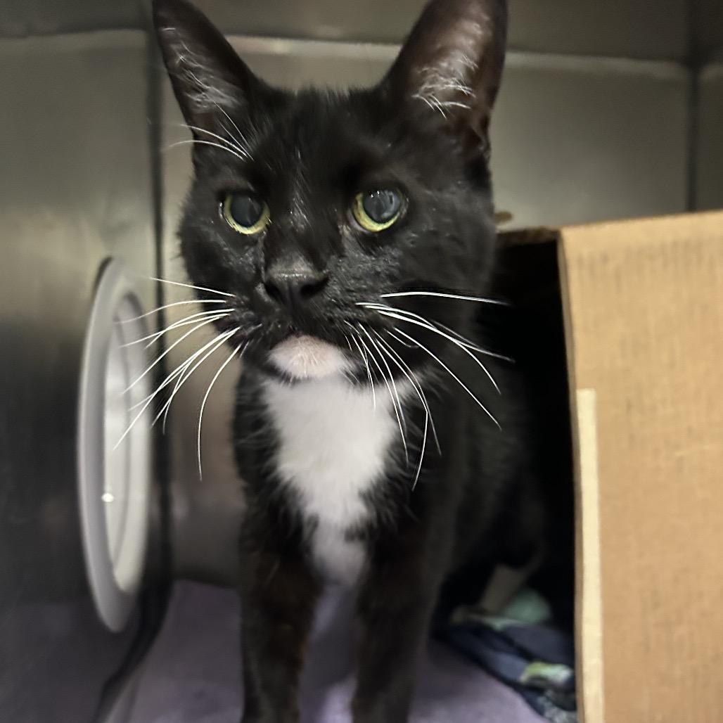 Salami (Petco), Adoptable, Senior Male Domestic Short Hair.